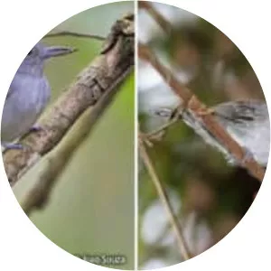 Mouse-colored antshrike