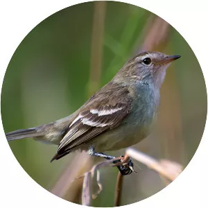 Mouse-colored tyrannulet