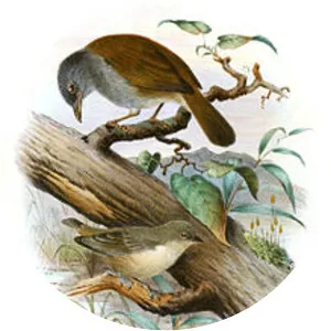 Mouse-coloured penduline tit
