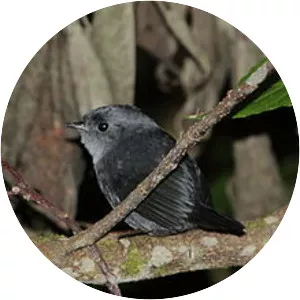 Mouse-coloured tapaculo - Bird
