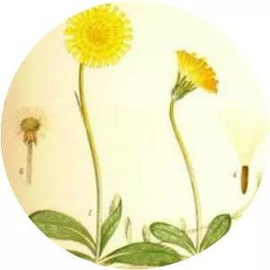 Mouse-ear-hawkweed - Plants