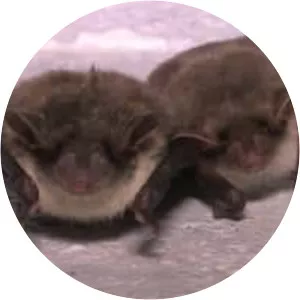 Mouse-eared bats - Animal