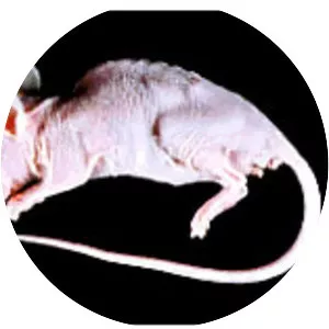 Mouse hepatitis virus
