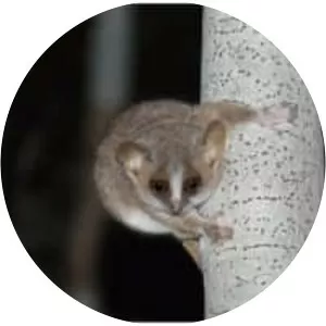 Mouse lemur - Primate