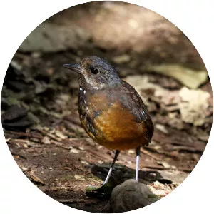 Moustached antpitta