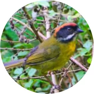 Moustached brush finch - Bird