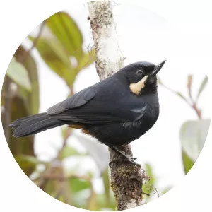 Moustached flowerpiercer