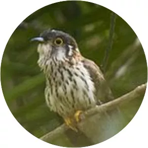 Moustached hawk-cuckoo - Bird