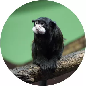 Moustached tamarin