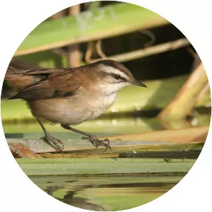 Moustached warbler