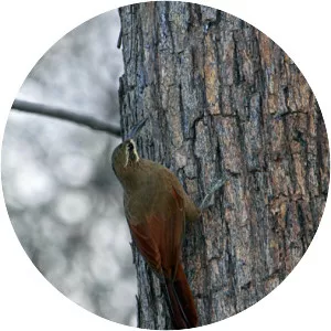Moustached woodcreeper - Bird