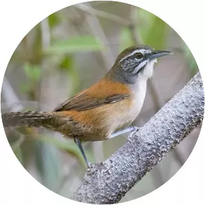 Moustached wren