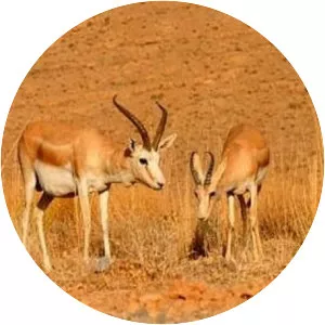 Mozaffari Protected Area - 