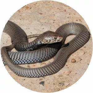 Mozambique spitting cobra