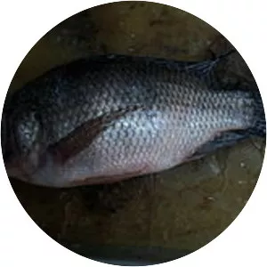 Mozambique tilapia