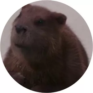 Mr. Beaver - Fictional character