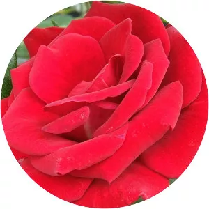 Mr. Lincoln - Plants