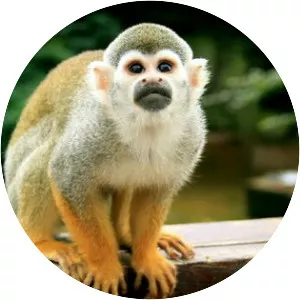 Mr. Nilsson - Fictional character