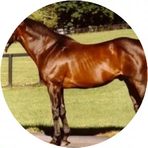 Mr. Prospector - Horse