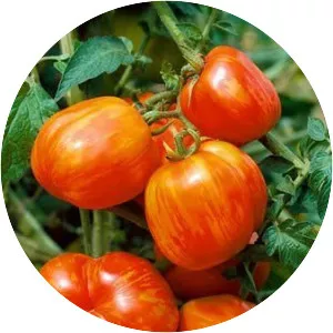 Mr. Stripey - Plants