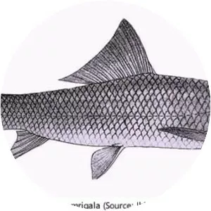 Mrigal carp