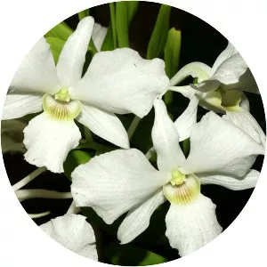 Mrs. sander's dendrobium - 