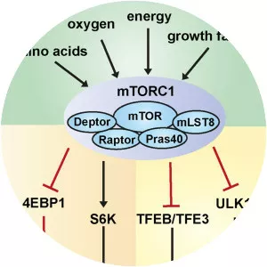 mTORC1
