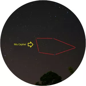 Mu Cephei