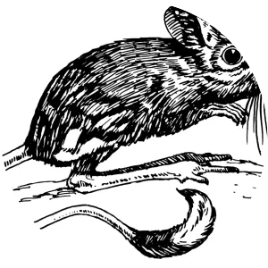 Muad'Dib - Fictional character