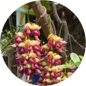 Mucuna birdwoodiana - Plants