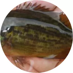Mud sunfish