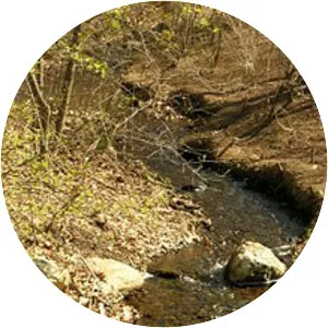 Muddy River - Brook in Massachusetts