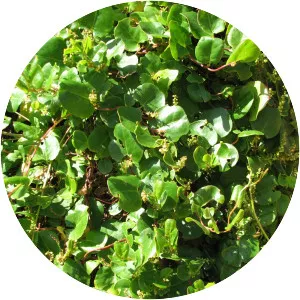 Muehlenbeckia adpressa