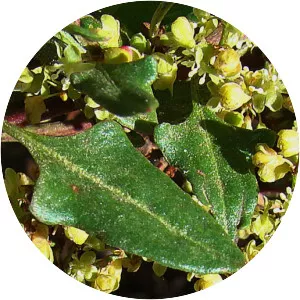 Muehlenbeckia hastulata