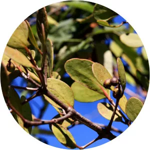 Muellerina celastroides - 