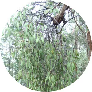 Muellerina eucalyptoides