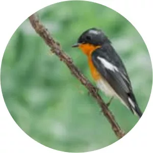 Mugimaki flycatcher