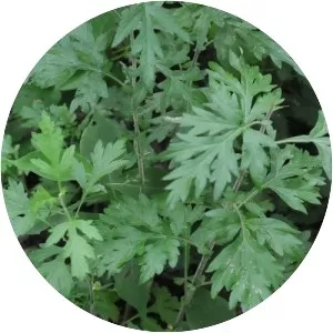 Mugwort - 