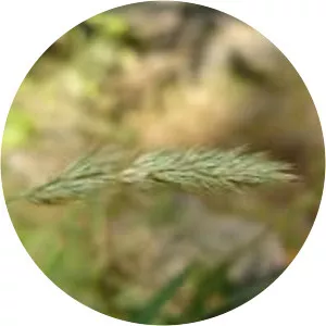 Muhlenbergia glomerata - 