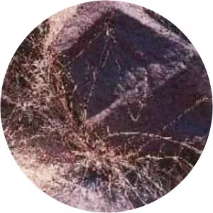 Muhlenbergia porteri - Plants