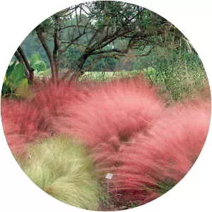 Muhly grass - Plants