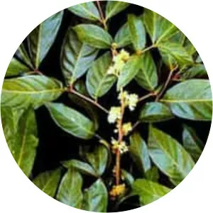 Muira puama - Plants