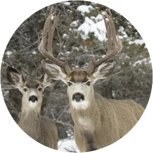 Mule deer