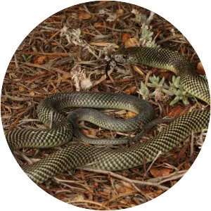 Mulga snake