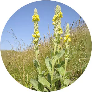 Mullein - Plants