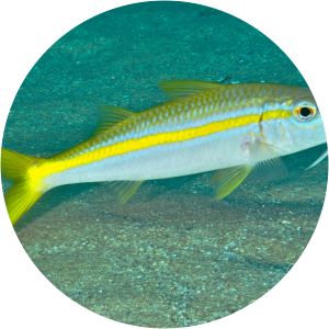 Mulloidichthys dentatus - 