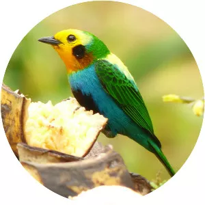 Multicoloured tanager