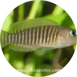 Multies (Neolamprologus Multifasciatus)