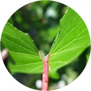 Multiplex Impero Varese