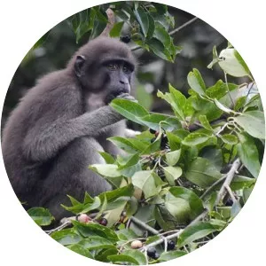 Muna-Buton macaque